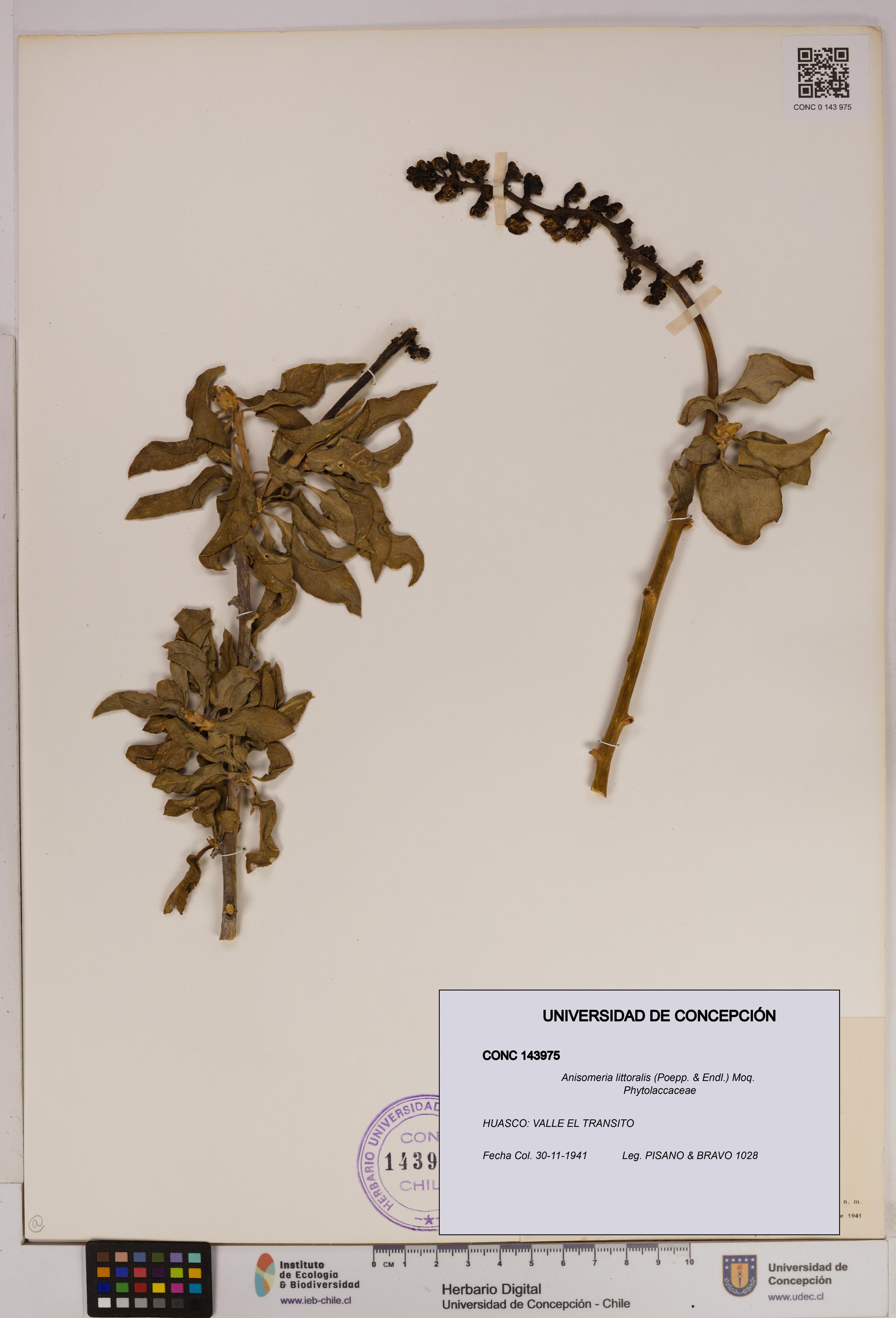 Anisomeria littoralis [Espécimen: UDEC:CONC:0143975]