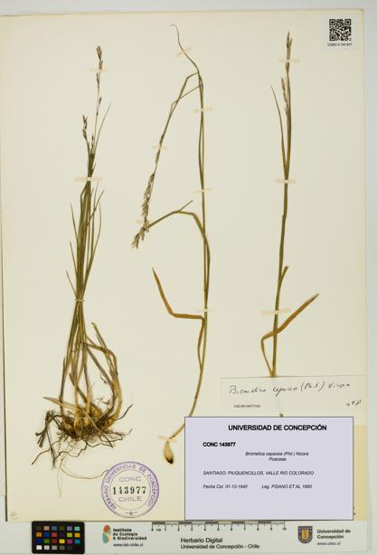 Bromelica cepacea [Espécimen: UDEC:CONC:0143977]