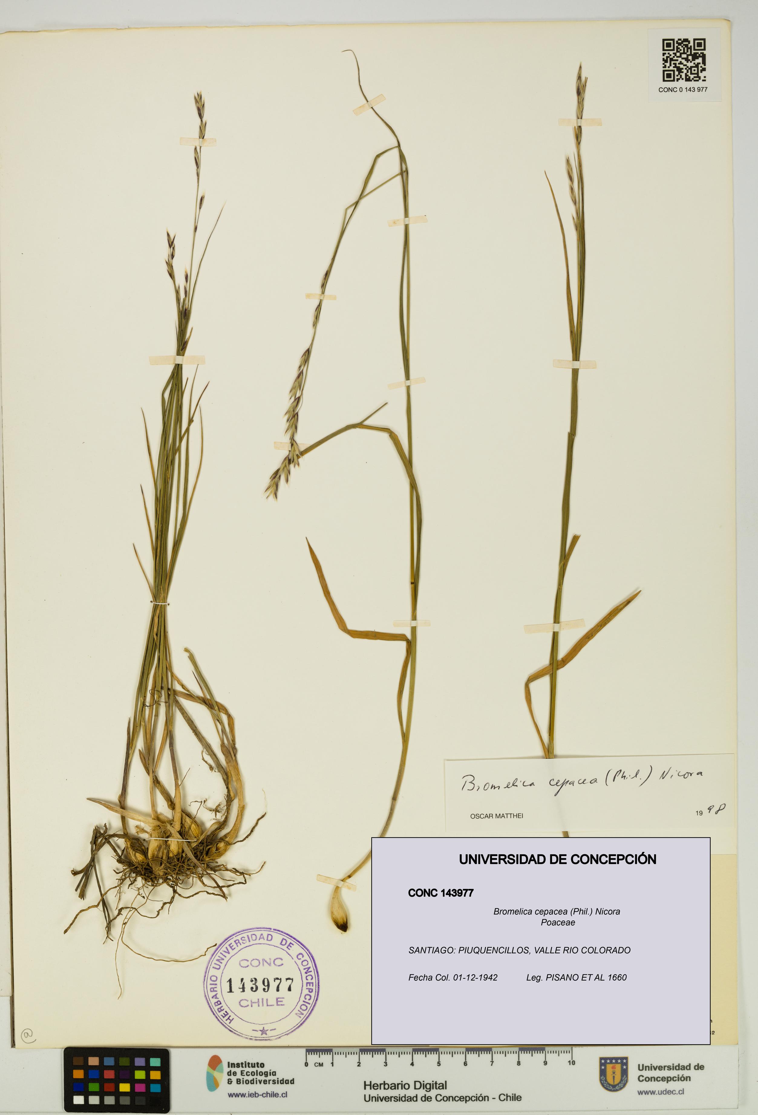 Bromelica cepacea [Espécimen: UDEC:CONC:0143977]