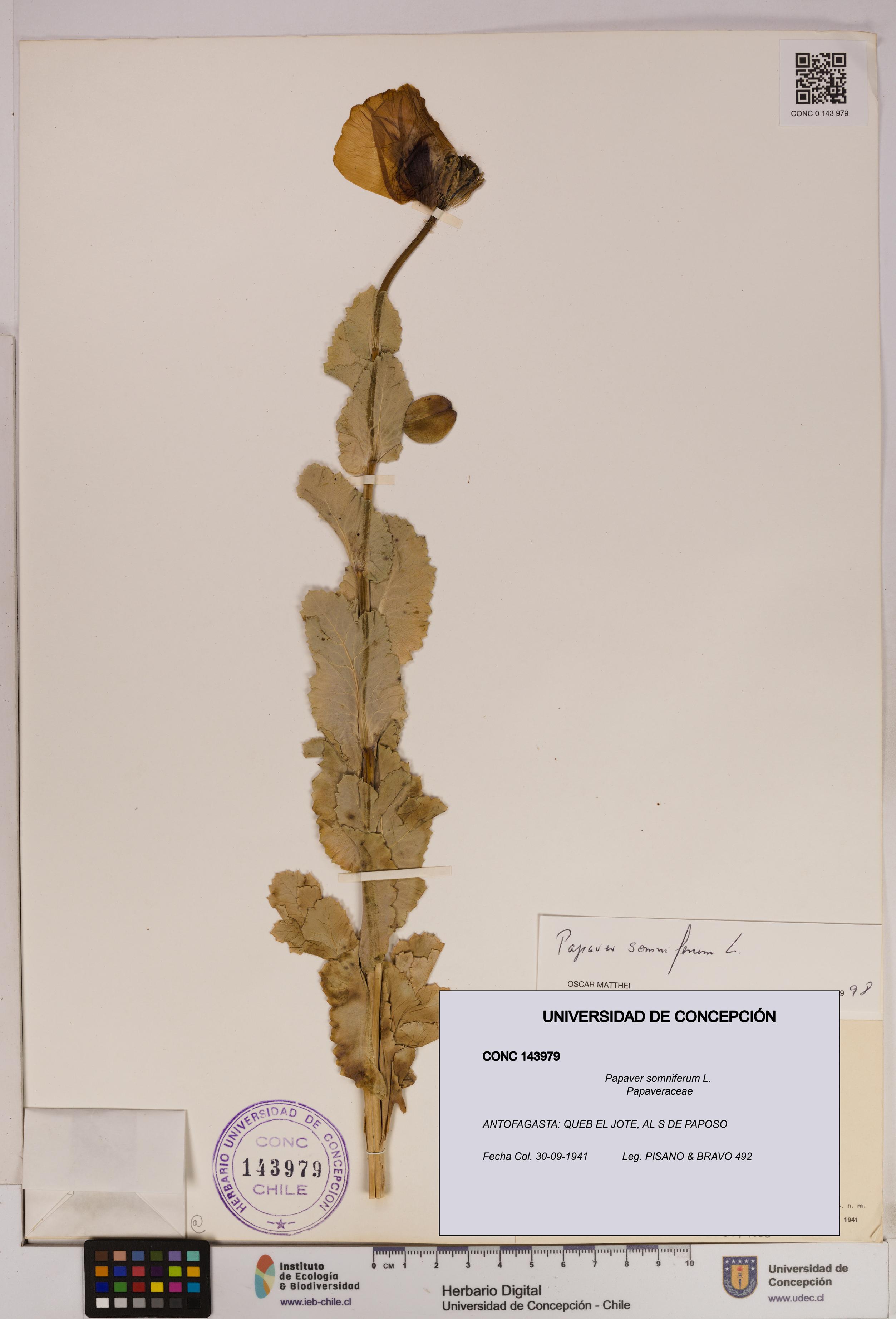 Papaver somniferum [Espécimen: UDEC:CONC:0143979]