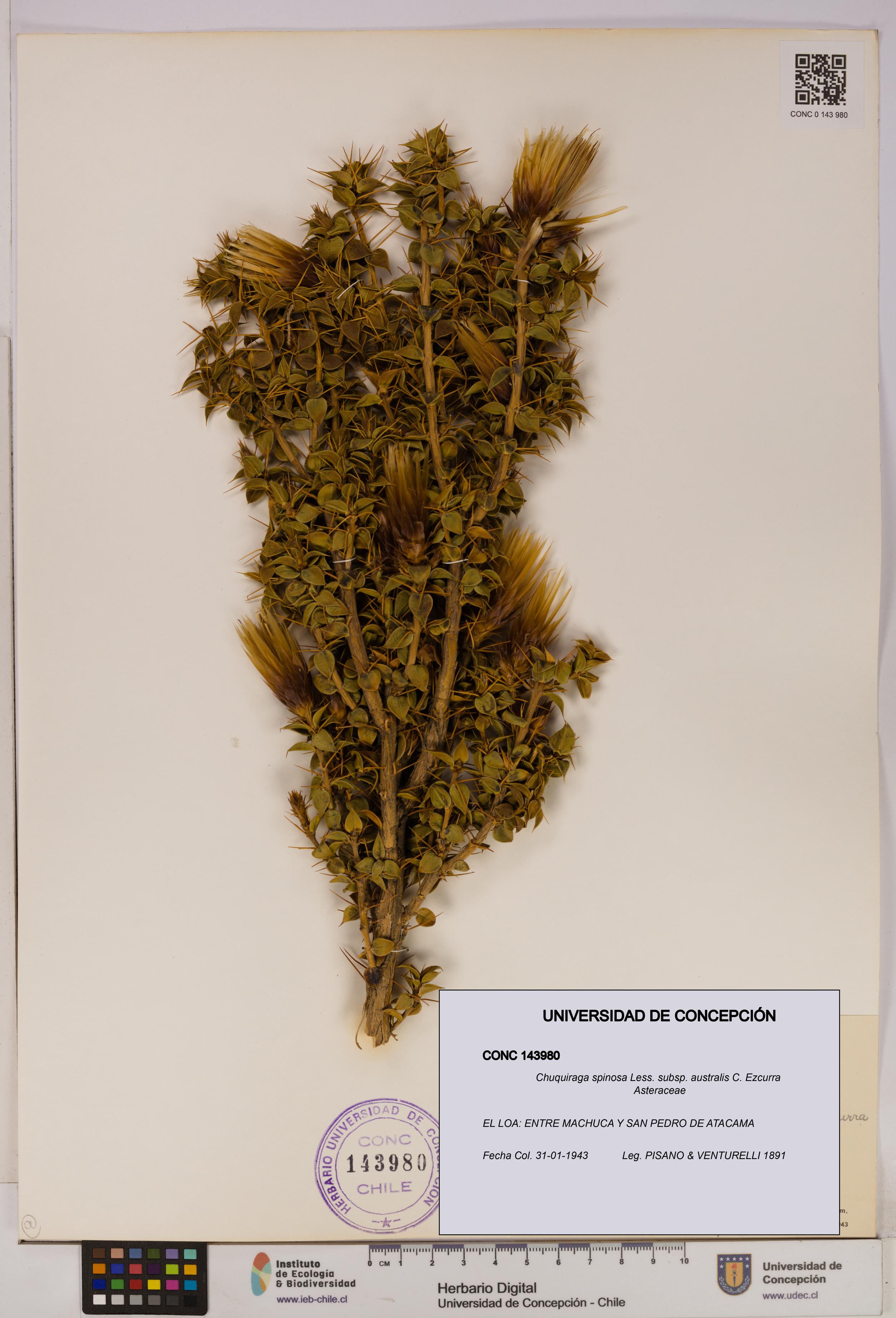 Chuquiraga spinosa subsp. australis [Espécimen: UDEC:CONC:0143980]