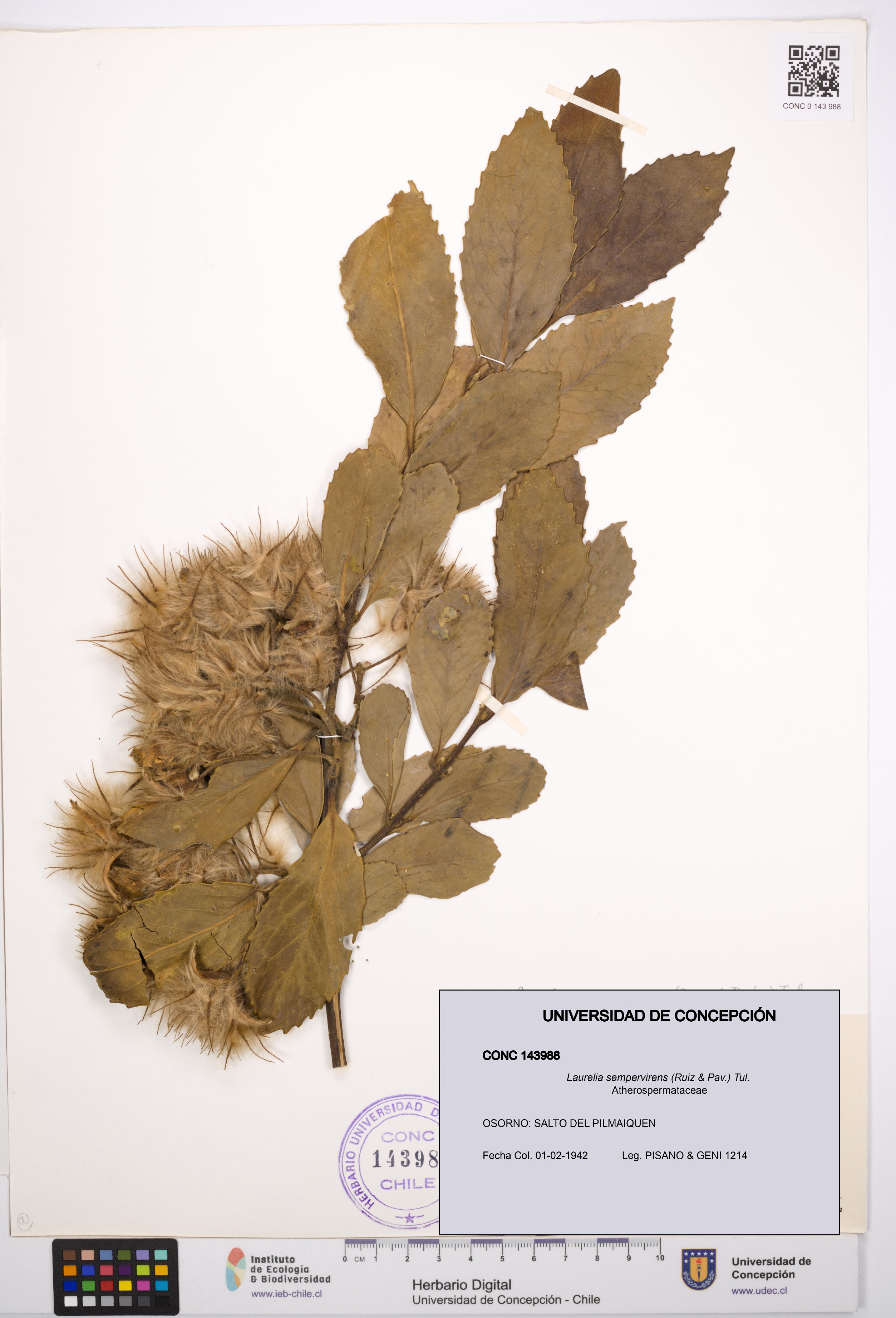 Laurelia sempervirens [Espécimen: UDEC:CONC:0143988]