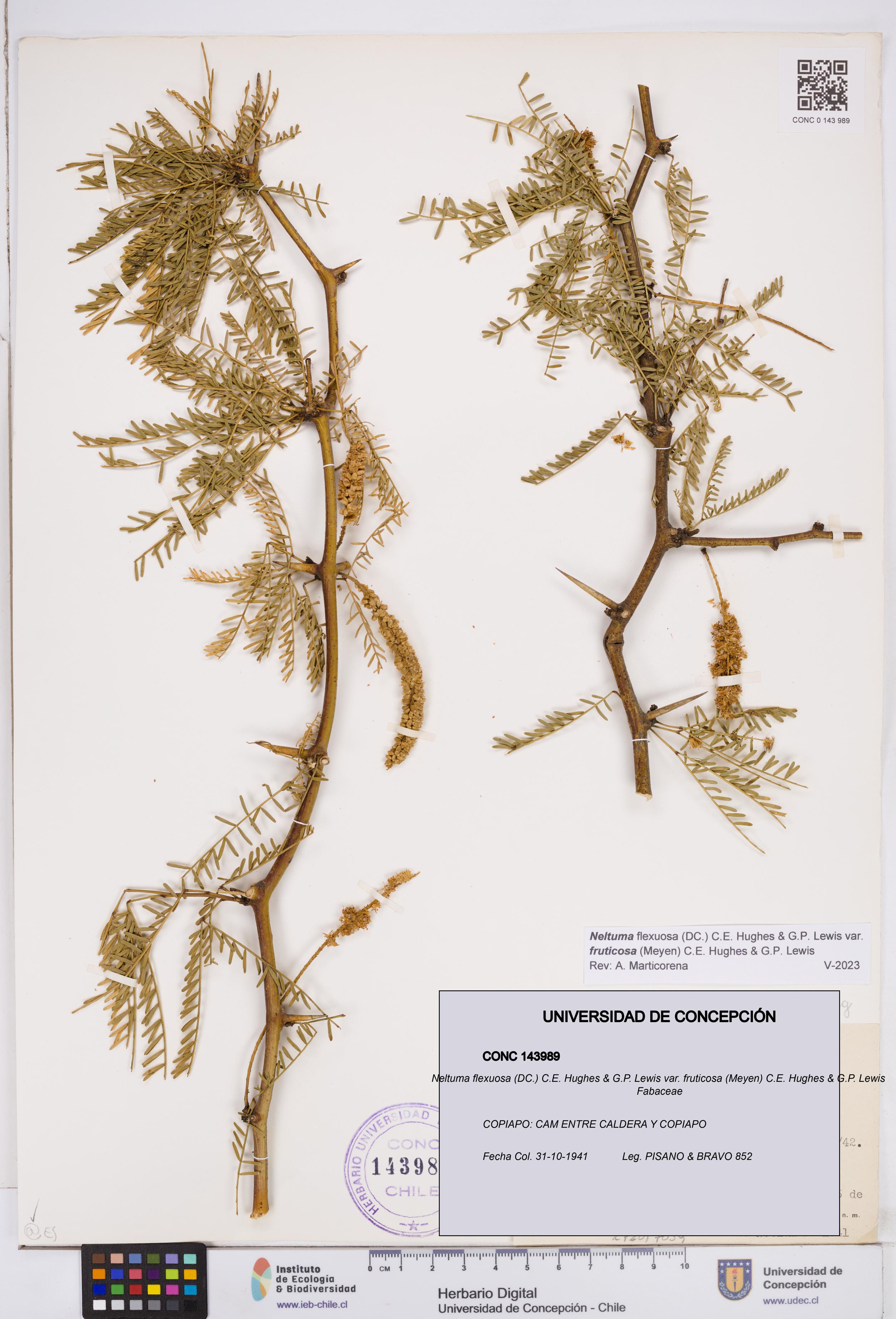 Neltuma flexuosa var. fruticosa [Espécimen: ]