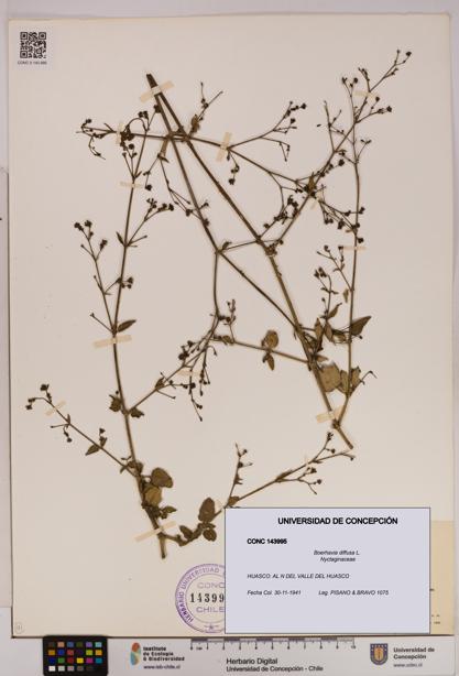 Boerhavia diffusa [Espécimen: UDEC:CONC:0143995]