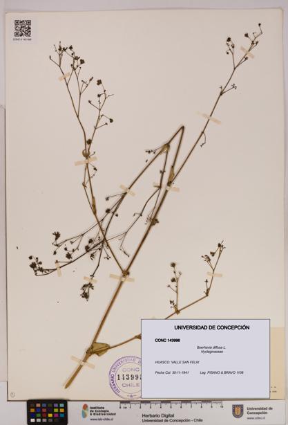 Boerhavia diffusa [Espécimen: UDEC:CONC:0143996]