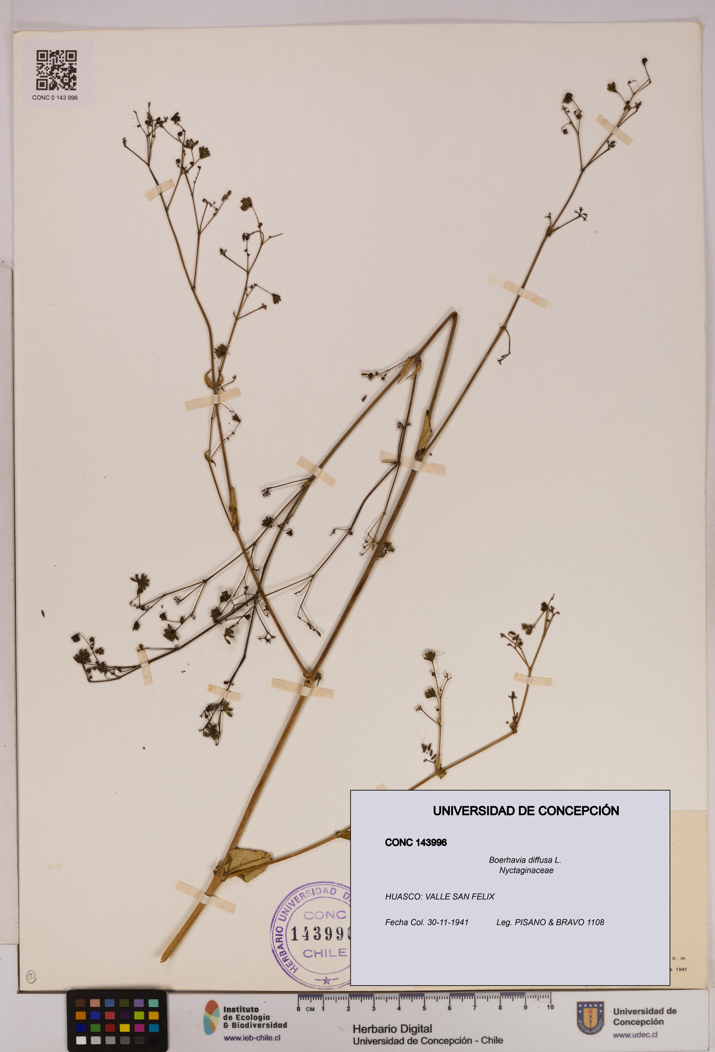 Boerhavia diffusa [Espécimen: UDEC:CONC:0143996]