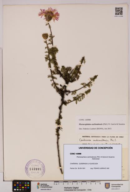 Plectocephalus cachinalensis [Espécimen: UDEC:CONC:0143998]