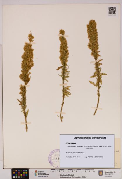 Ophryosporus paradoxus [Espécimen: UDEC:CONC:0144009]