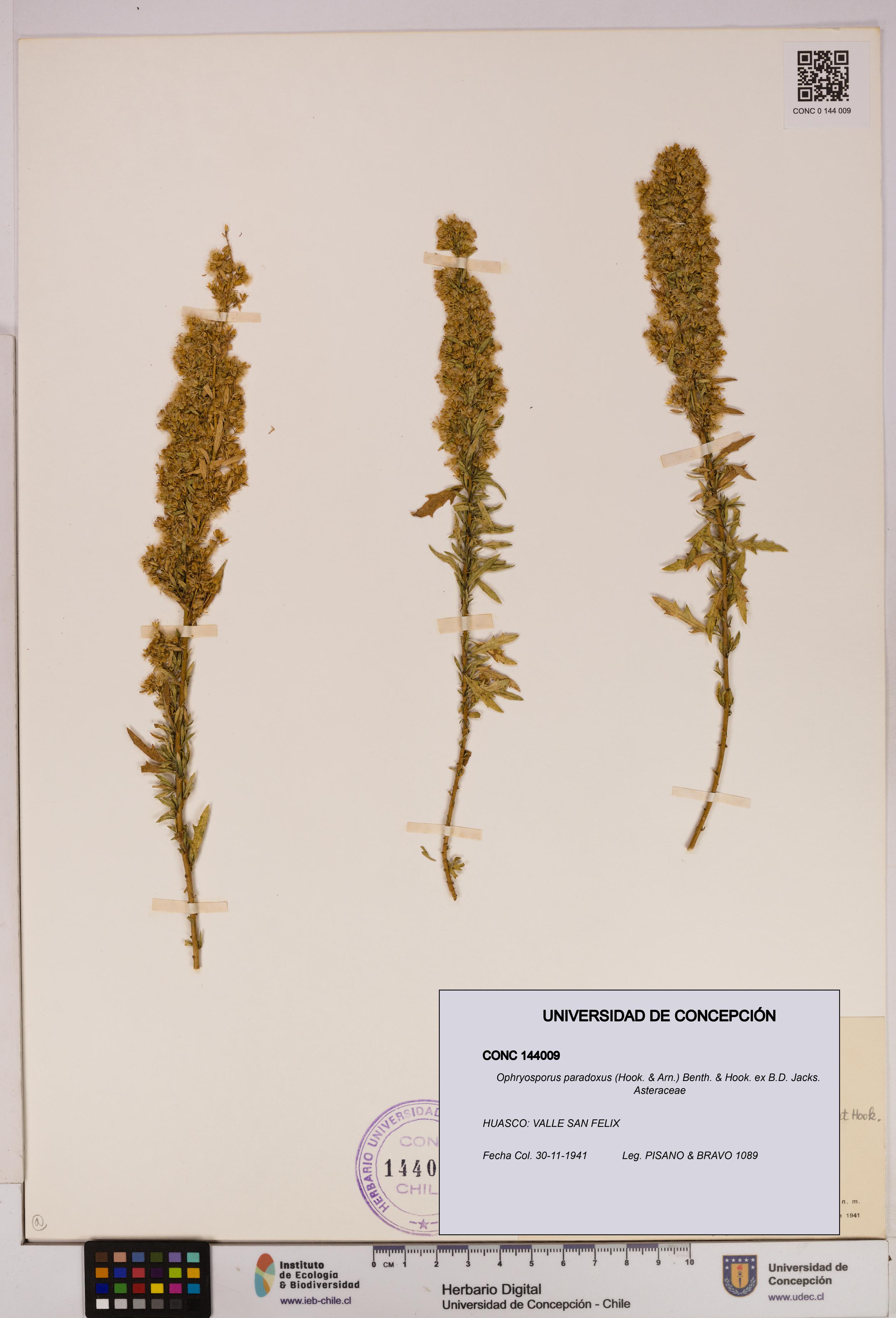 Ophryosporus paradoxus [Espécimen: UDEC:CONC:0144009]