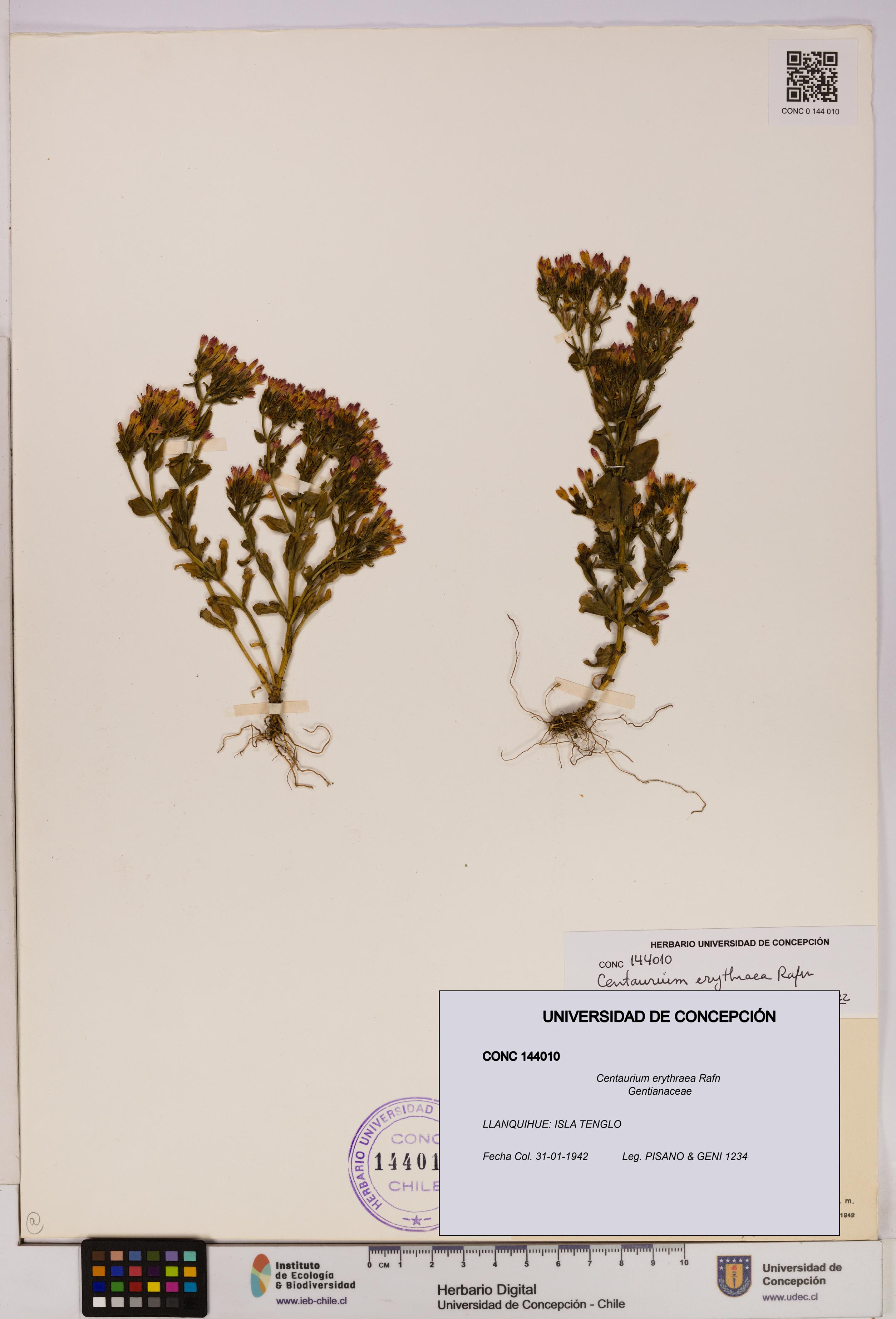Centaurium erythraea [Espécimen: UDEC:CONC:0144010]