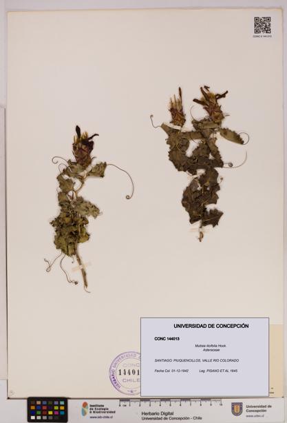 Mutisia ilicifolia [Espécimen: UDEC:CONC:0144013]