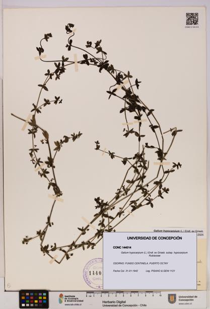 Galium hypocarpium subsp. hypocarpium [Espécimen: UDEC:CONC:0144014]