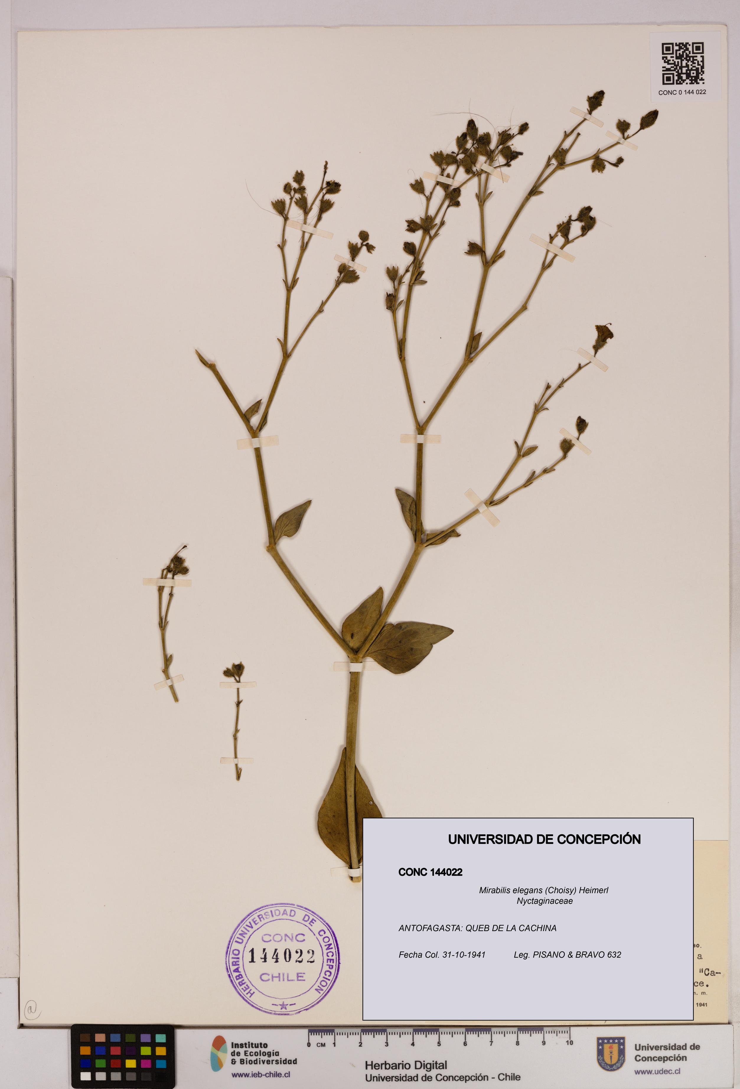Mirabilis elegans [Espécimen: UDEC:CONC:0144022]