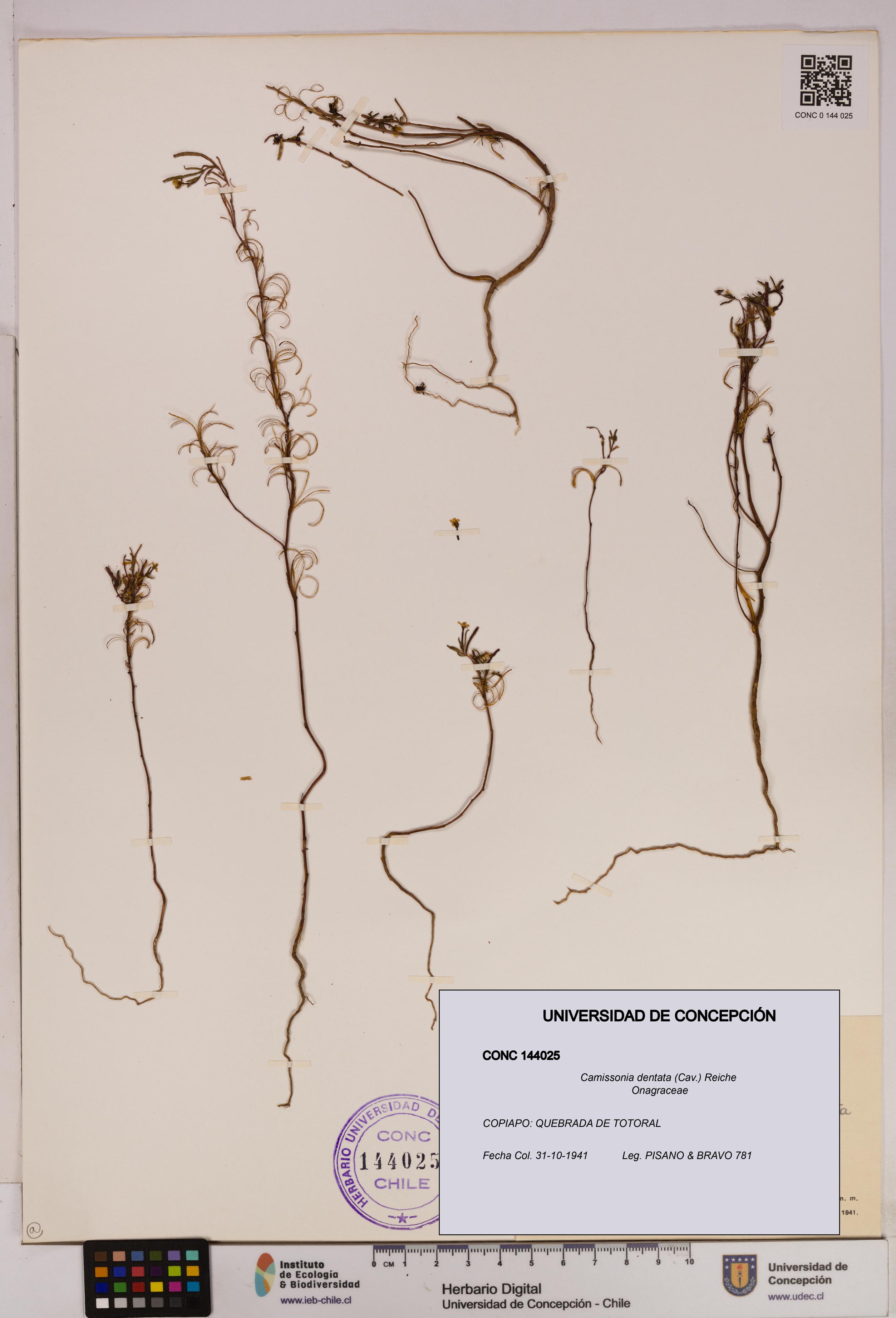 Camissonia dentata [Espécimen: UDEC:CONC:0144025]