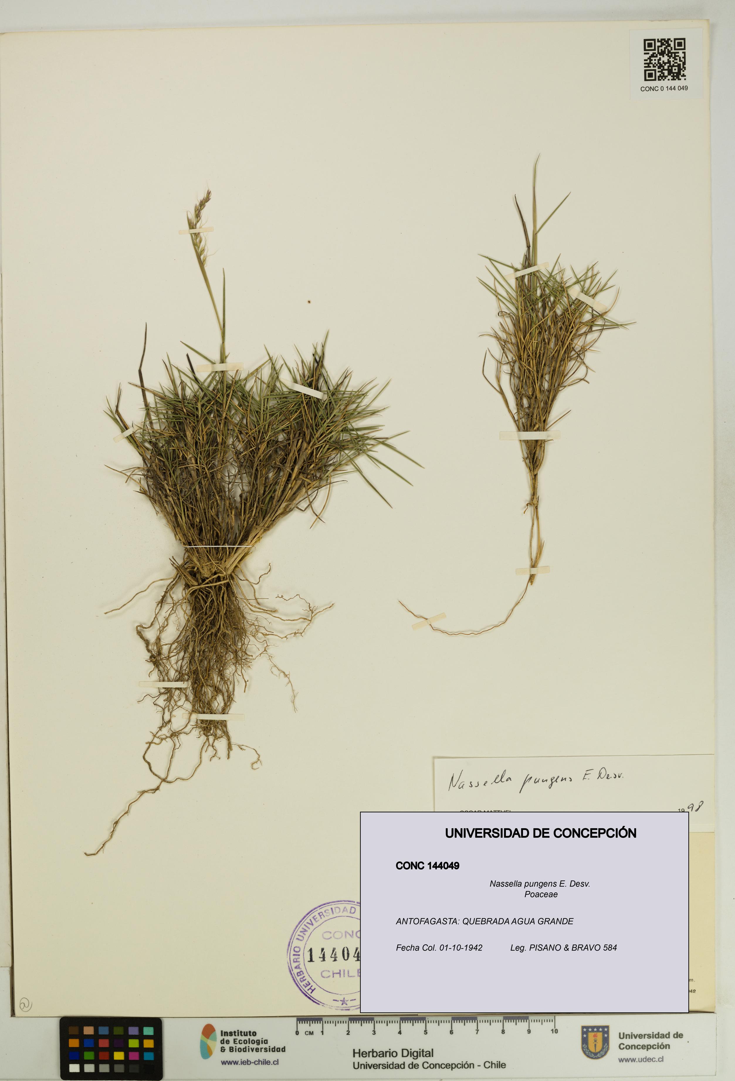 Nassella pungens [Espécimen: UDEC:CONC:0144049]