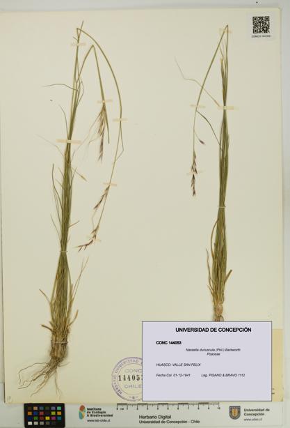 Nassella duriuscula [Espécimen: UDEC:CONC:0144053]