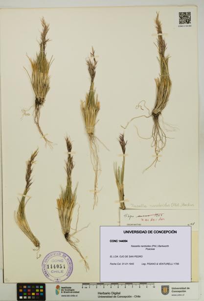Nassella nardoides [Espécimen: UDEC:CONC:0144054]