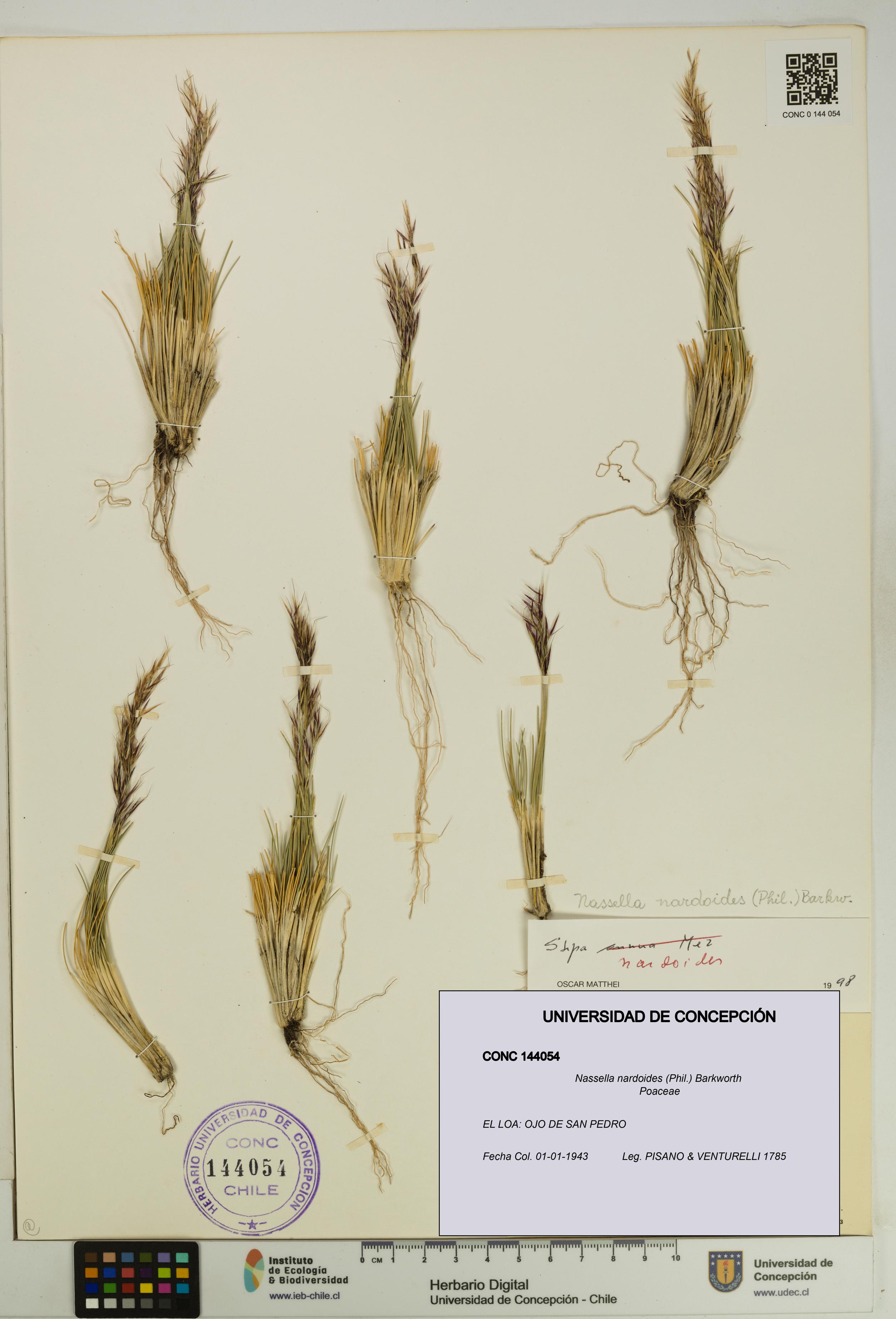 Nassella nardoides [Espécimen: UDEC:CONC:0144054]