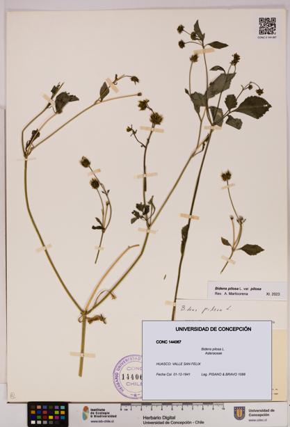 Bidens pilosa [Espécimen: UDEC:CONC:0144067]
