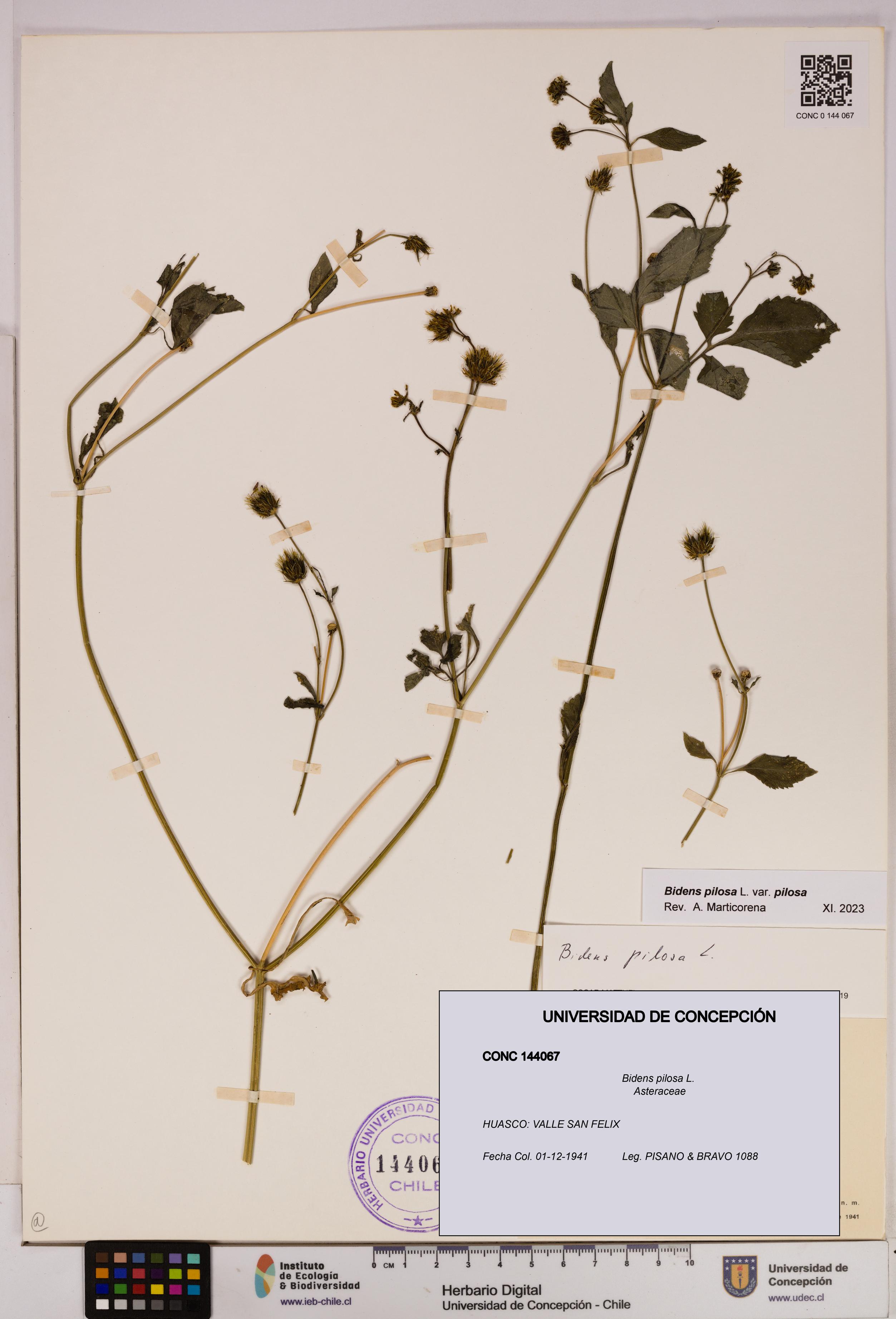 Bidens pilosa [Espécimen: UDEC:CONC:0144067]