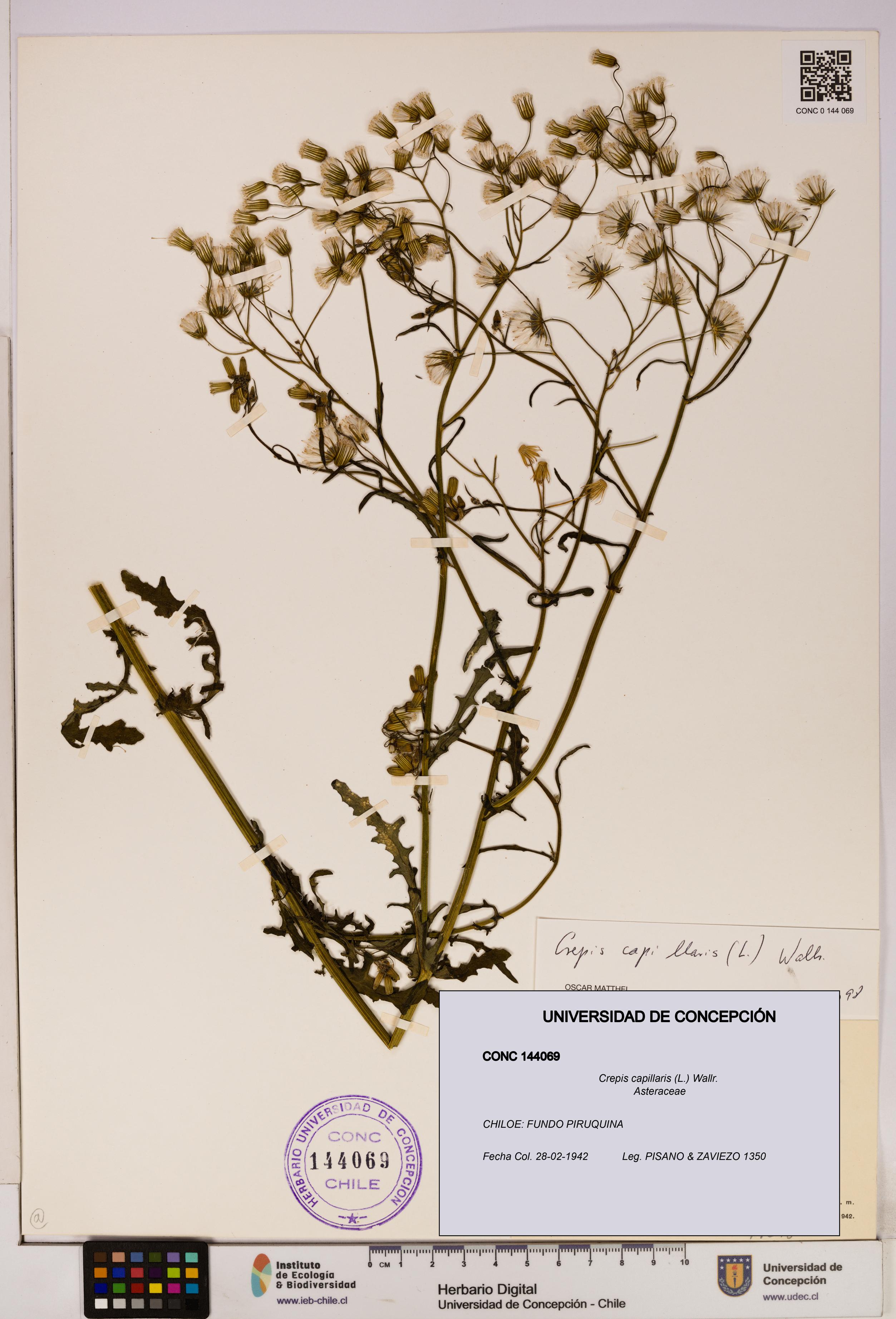 Crepis capillaris [Espécimen: UDEC:CONC:0144069]