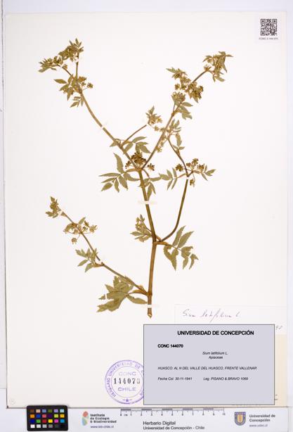 Sium latifolium [Espécimen: ]