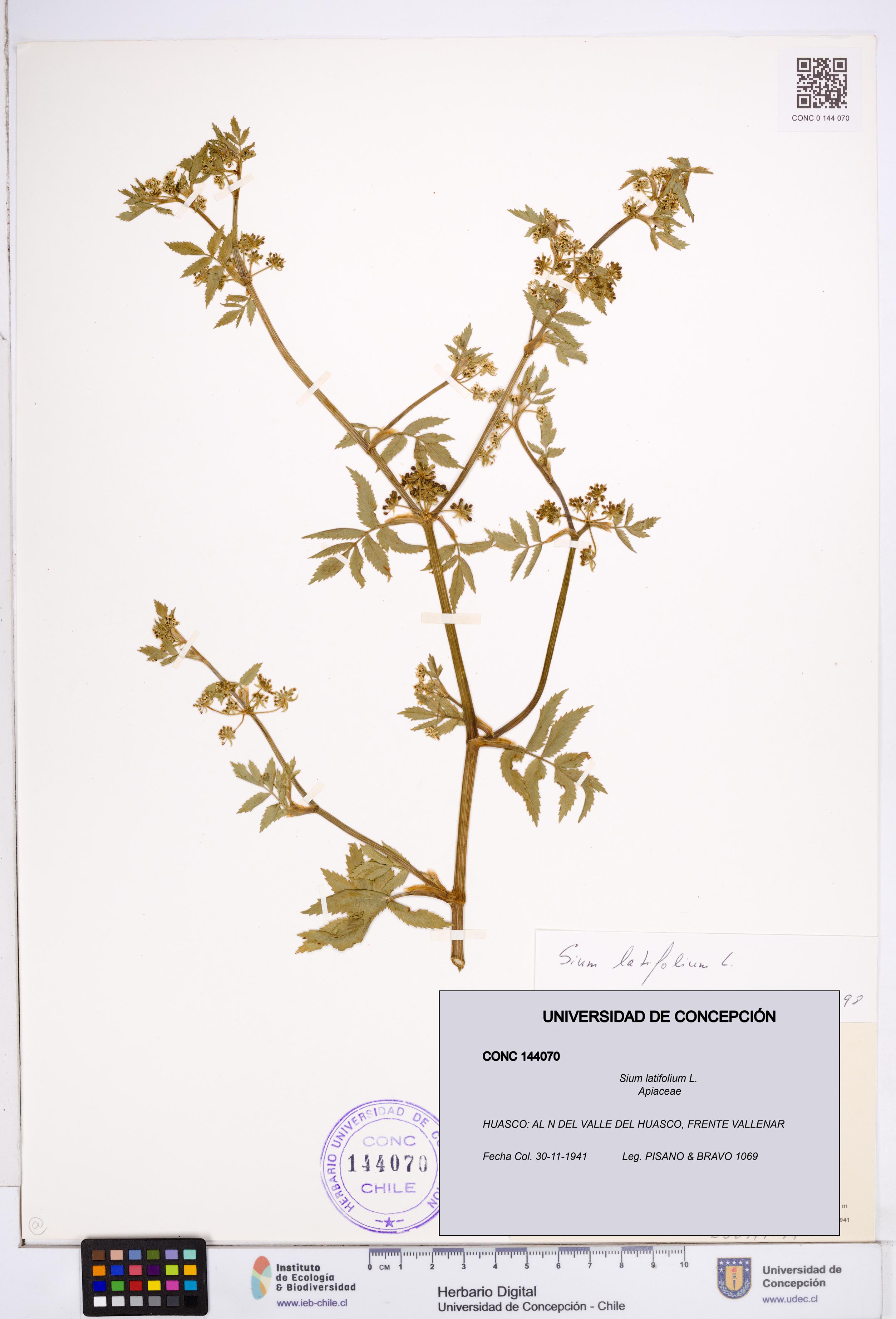 Sium latifolium [Espécimen: ]