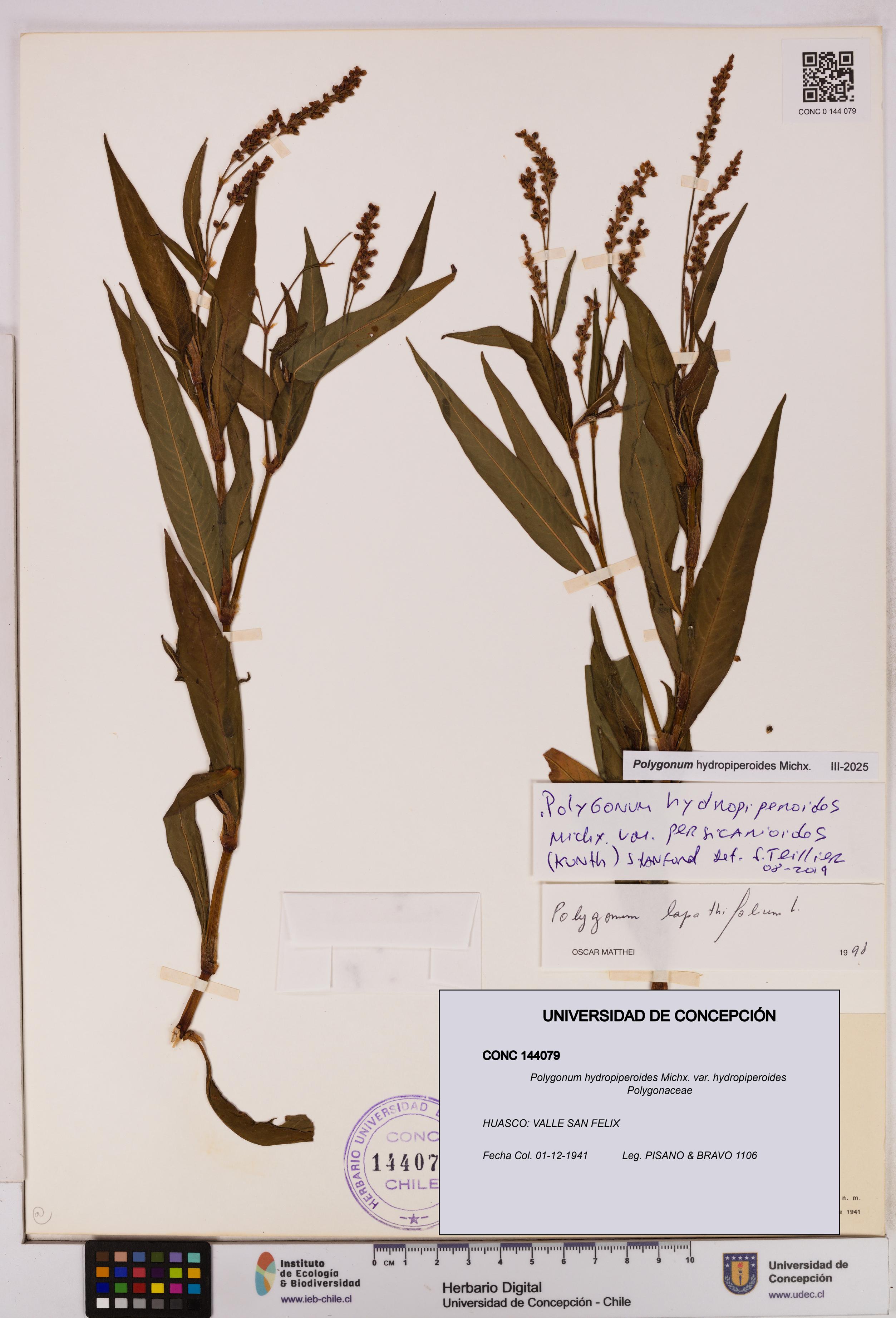 Polygonum hydropiperoides var. hydropiperoides [Espécimen: UDEC:CONC:0144079]