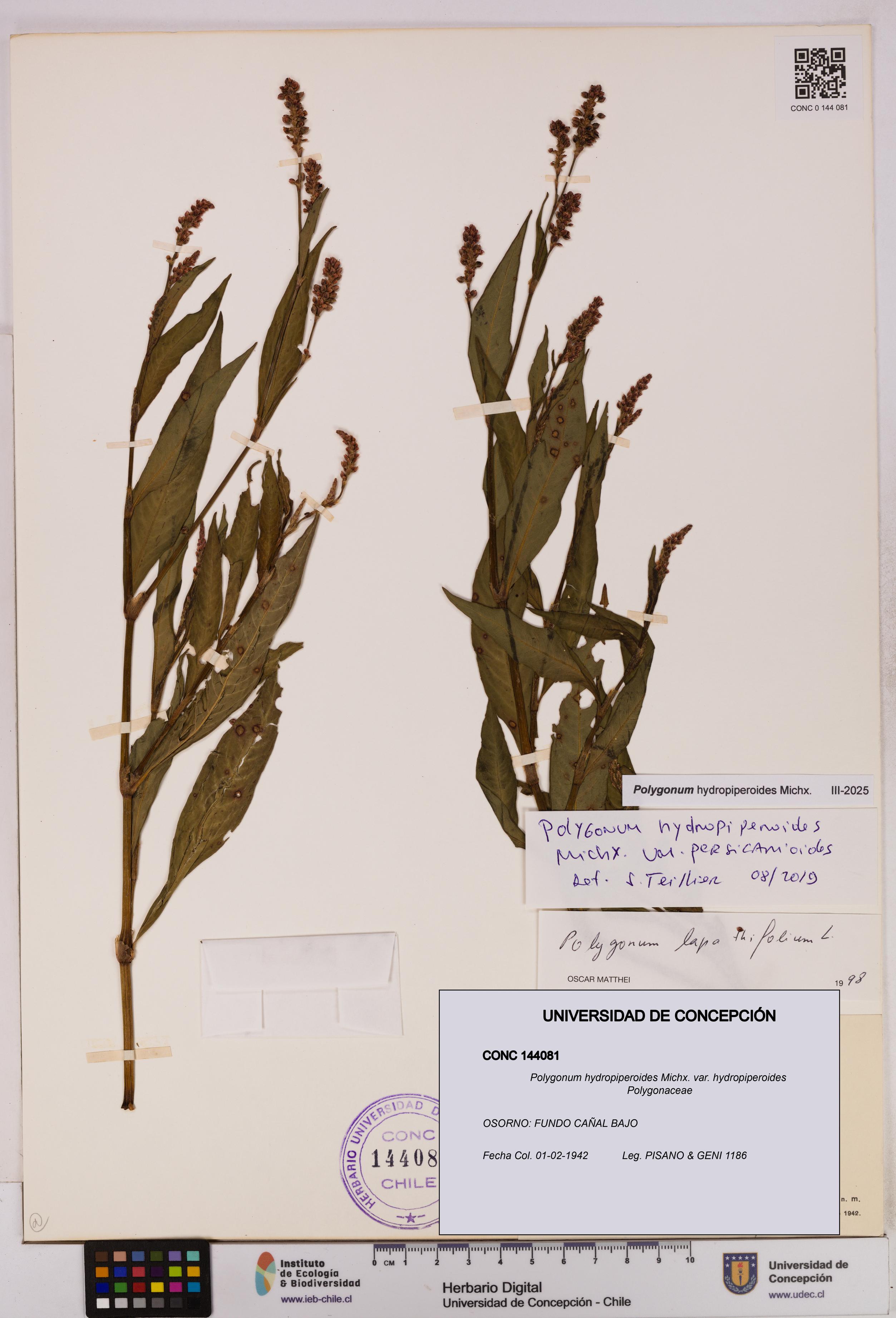 Polygonum hydropiperoides var. hydropiperoides [Espécimen: UDEC:CONC:0144081]
