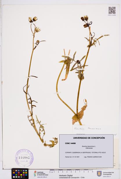 Sonchus tenerrimus [Espécimen: ]