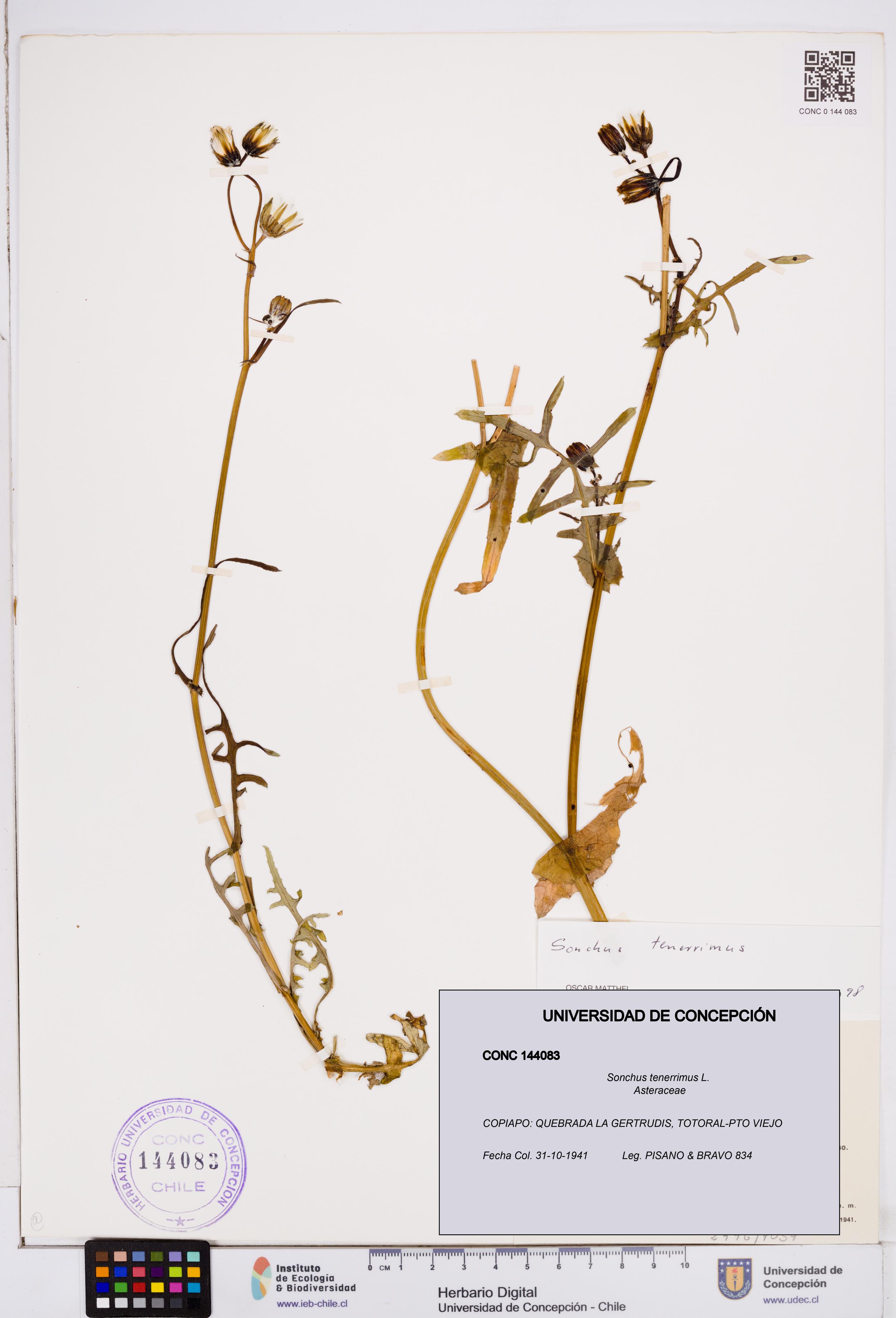 Sonchus tenerrimus [Espécimen: ]