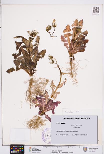Sonchus oleraceus [Espécimen: ]