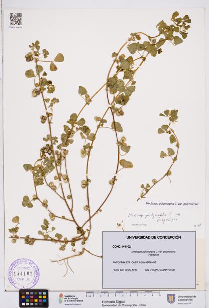 Medicago polymorpha var. polymorpha [Espécimen: ]