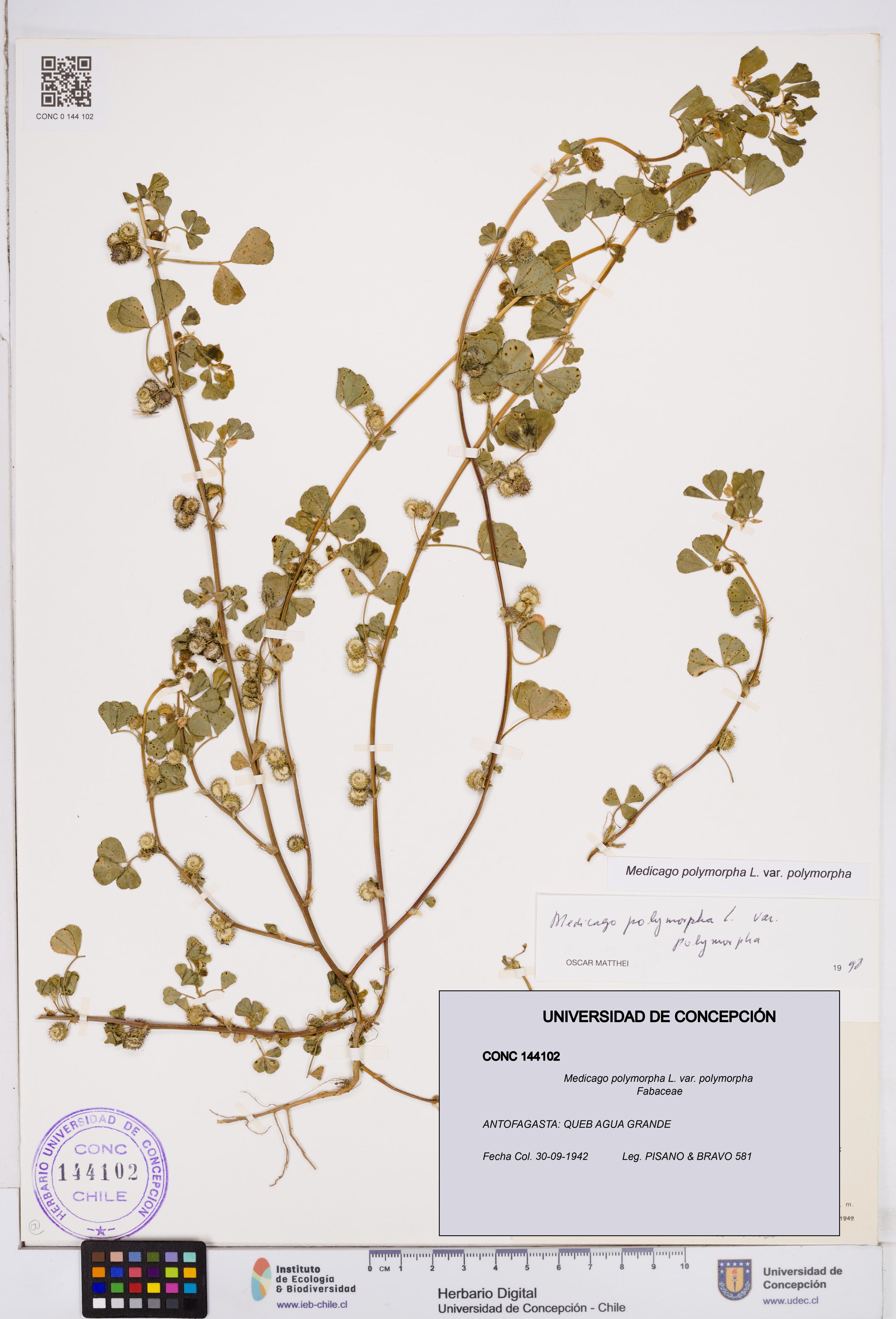 Medicago polymorpha var. polymorpha [Espécimen: ]