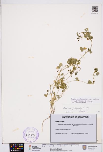 Medicago polymorpha var. confinis [Espécimen: ]