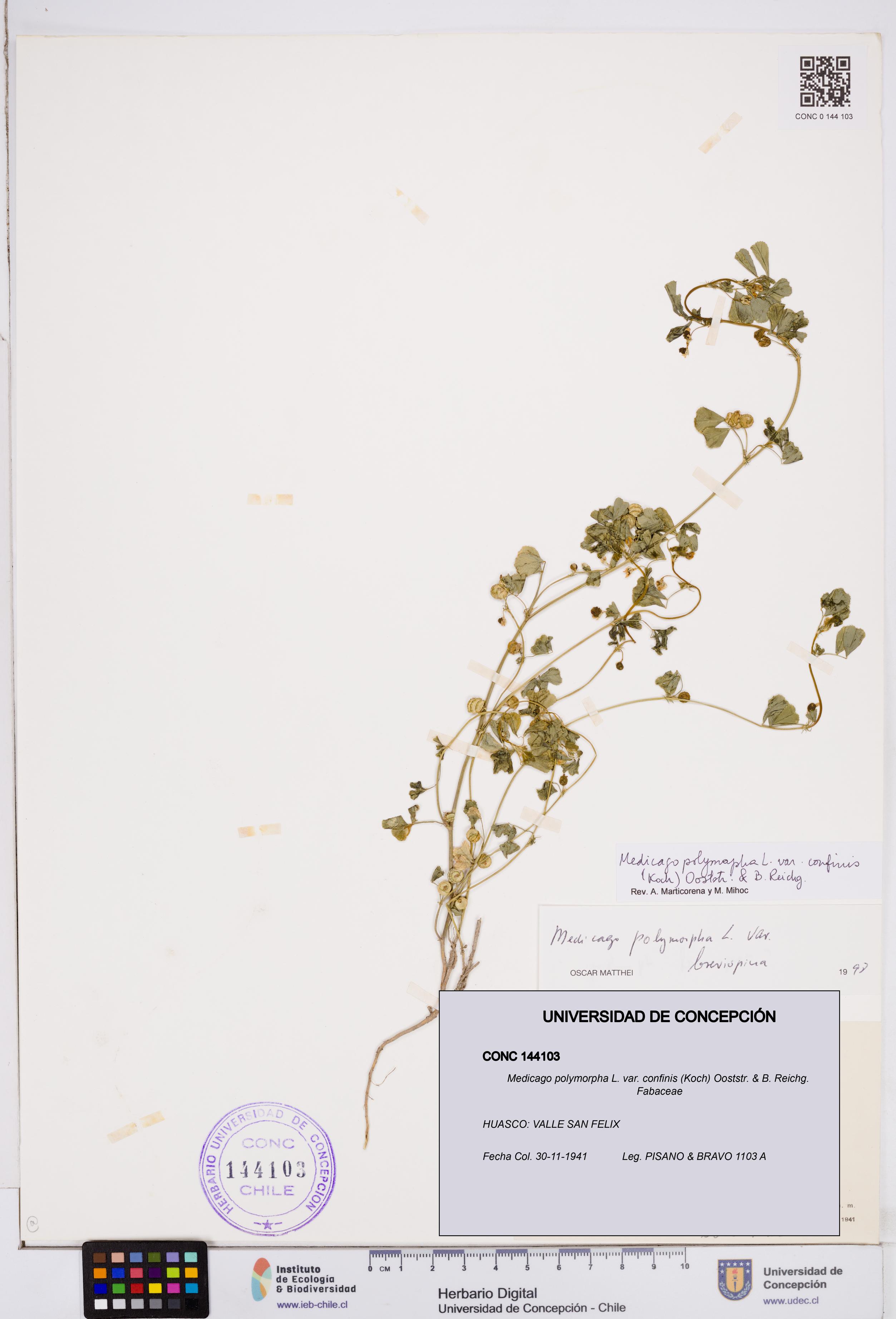 Medicago polymorpha var. confinis [Espécimen: ]