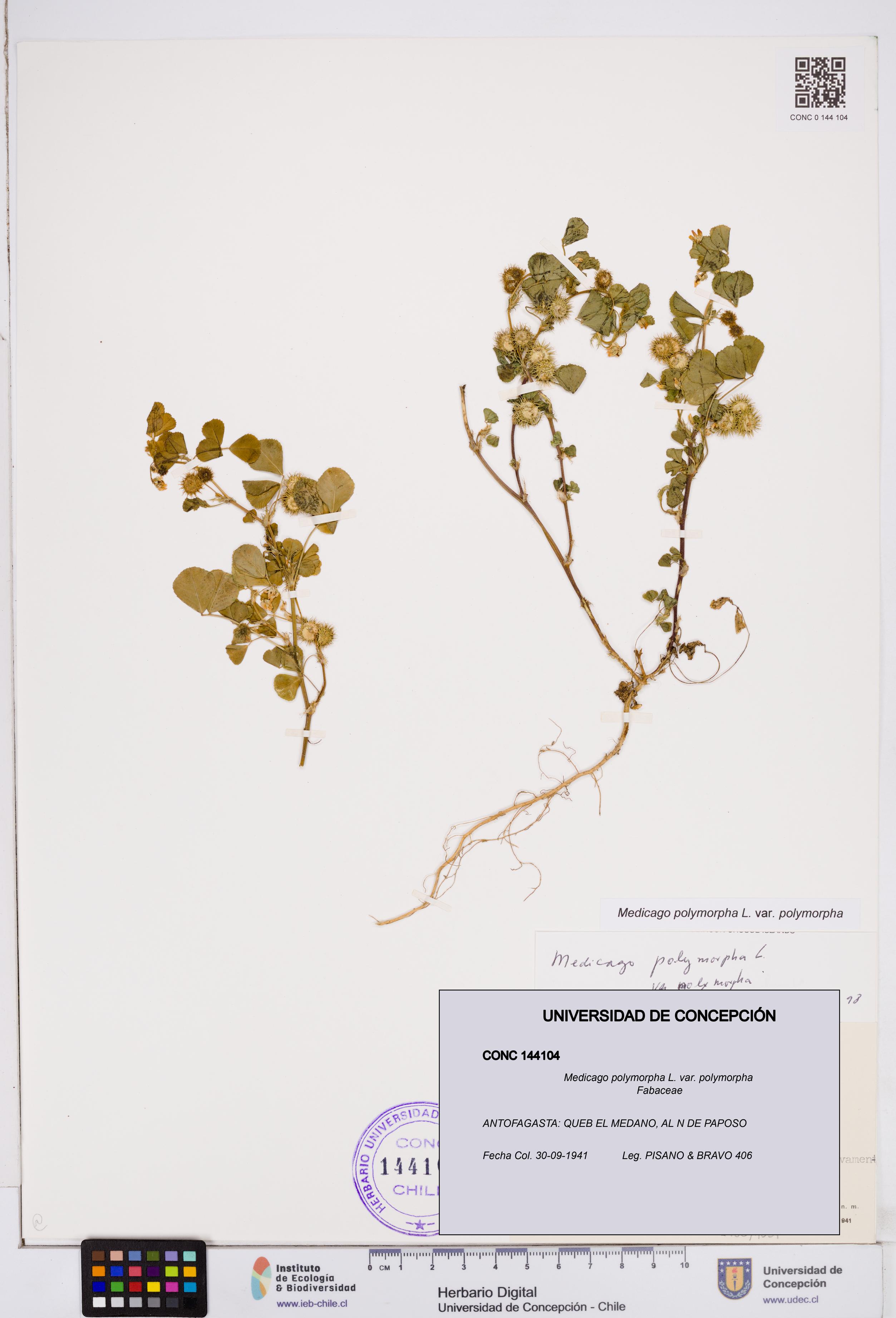 Medicago polymorpha var. polymorpha [Espécimen: ]