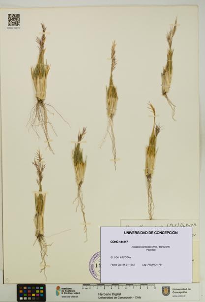 Nassella nardoides [Espécimen: UDEC:CONC:0144117]