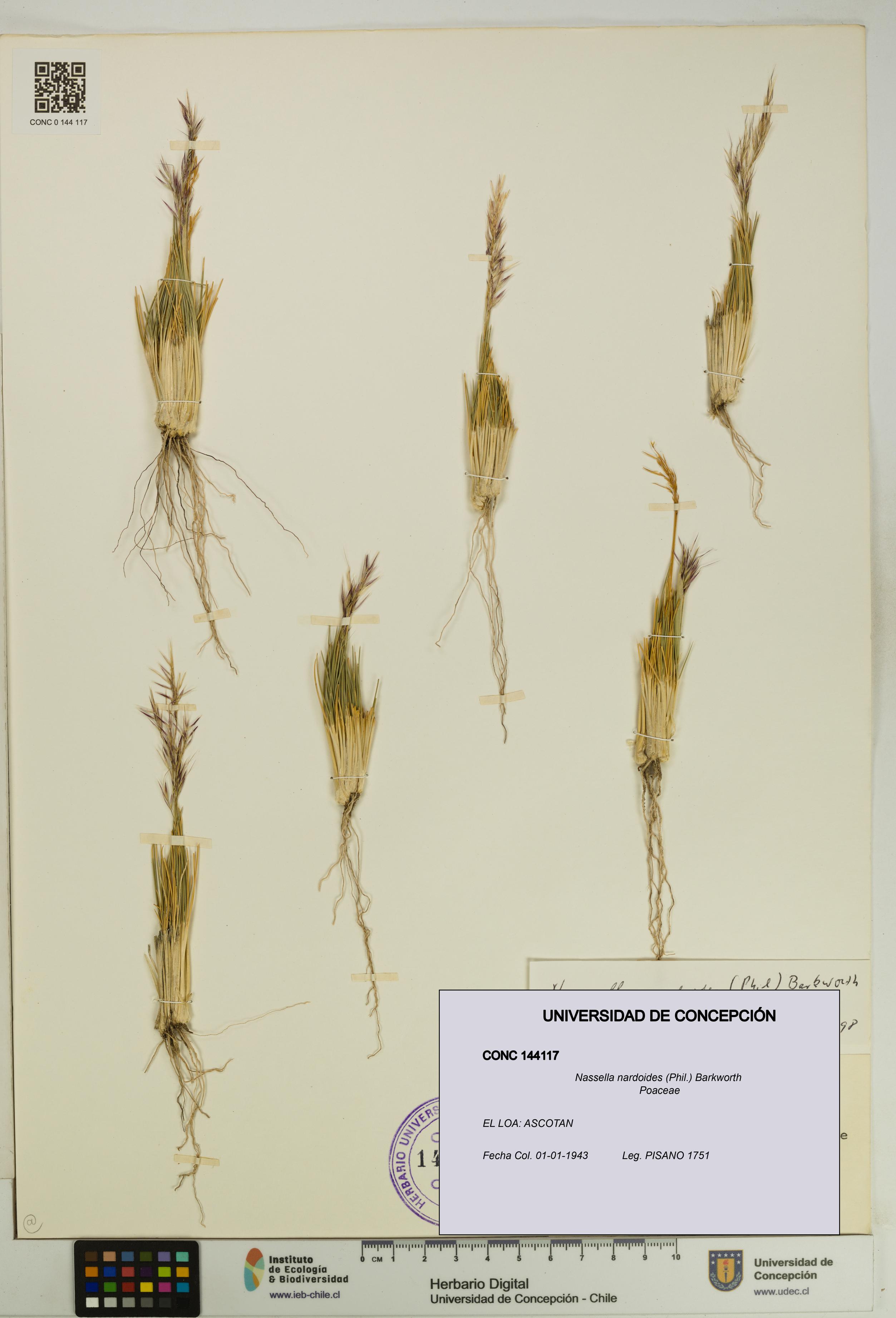 Nassella nardoides [Espécimen: UDEC:CONC:0144117]