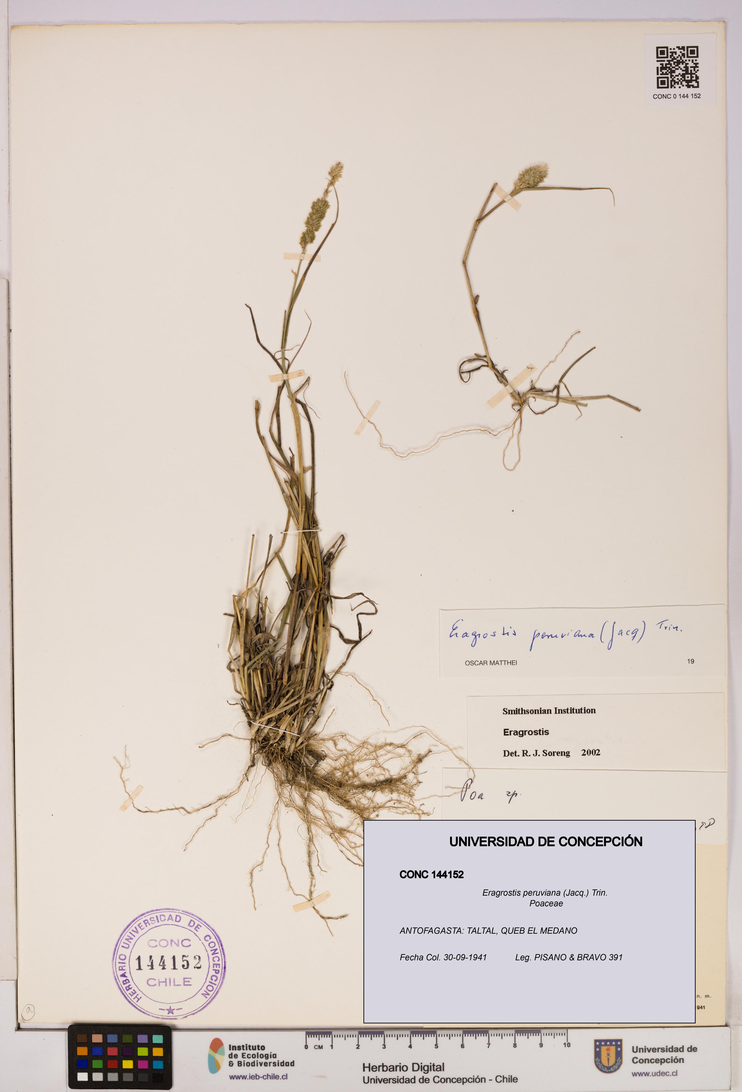 Eragrostis peruviana [Espécimen: UDEC:CONC:0144152]