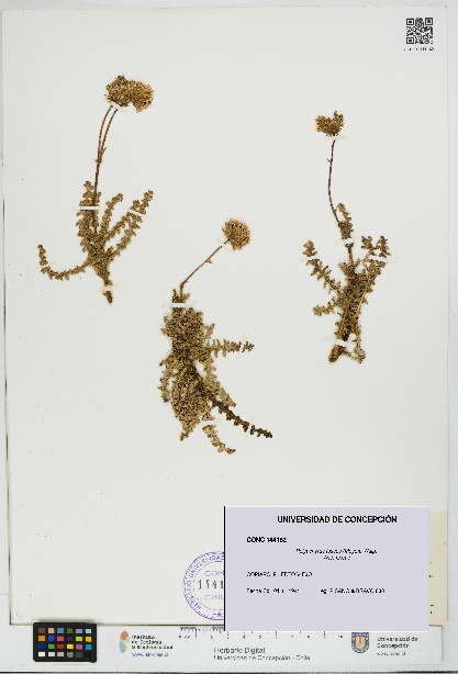 Polyachyrus fuscus [Espécimen: UDEC:CONC:0144182]