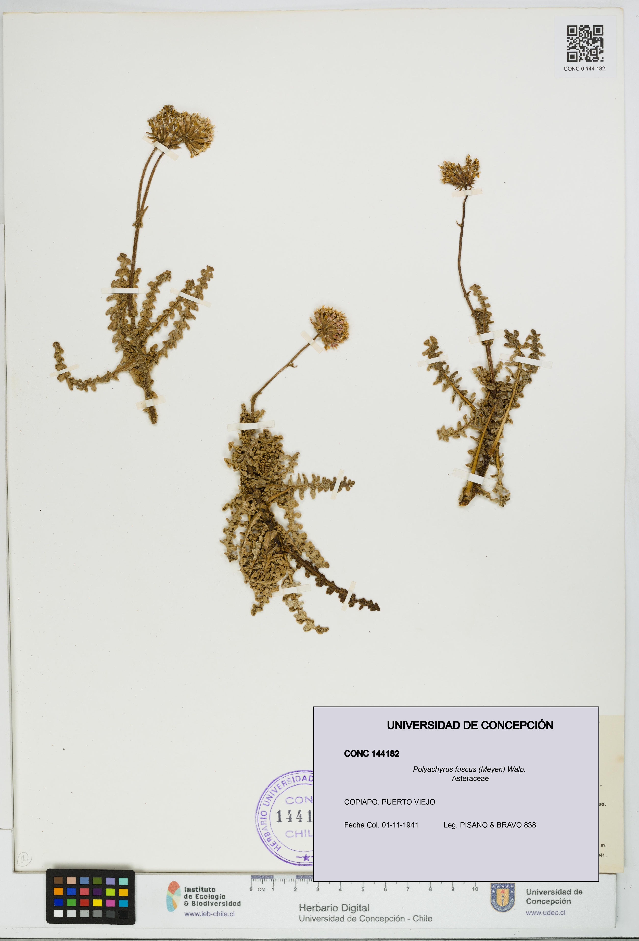 Polyachyrus fuscus [Espécimen: UDEC:CONC:0144182]