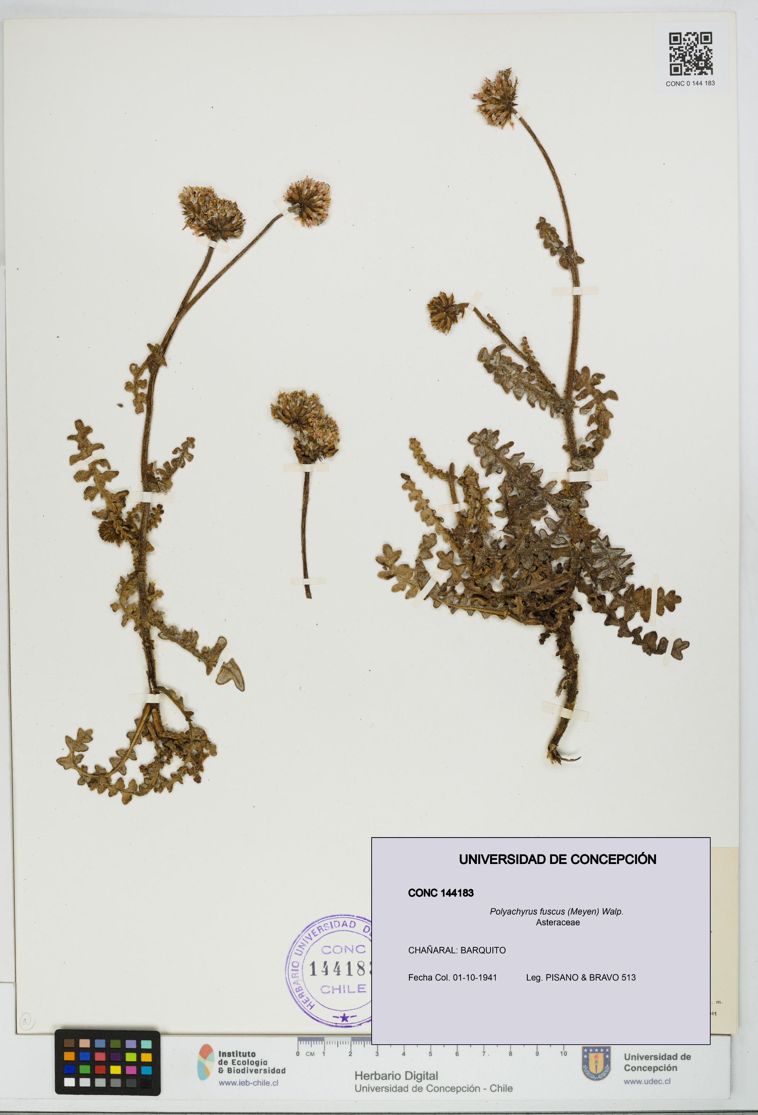 Polyachyrus fuscus [Espécimen: UDEC:CONC:0144183]