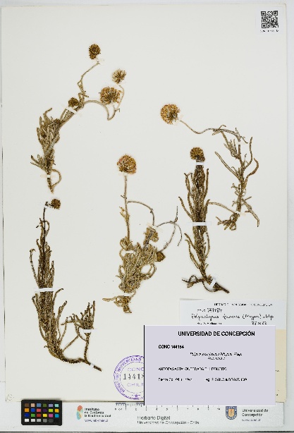 Polyachyrus fuscus [Espécimen: UDEC:CONC:0144184]