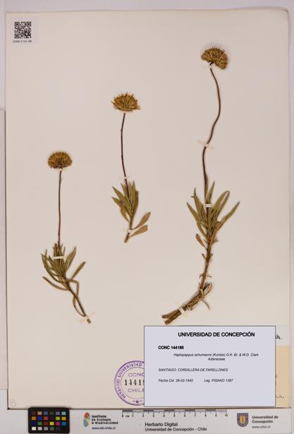 Haplopappus schumannii [Espécimen: UDEC:CONC:0144185]