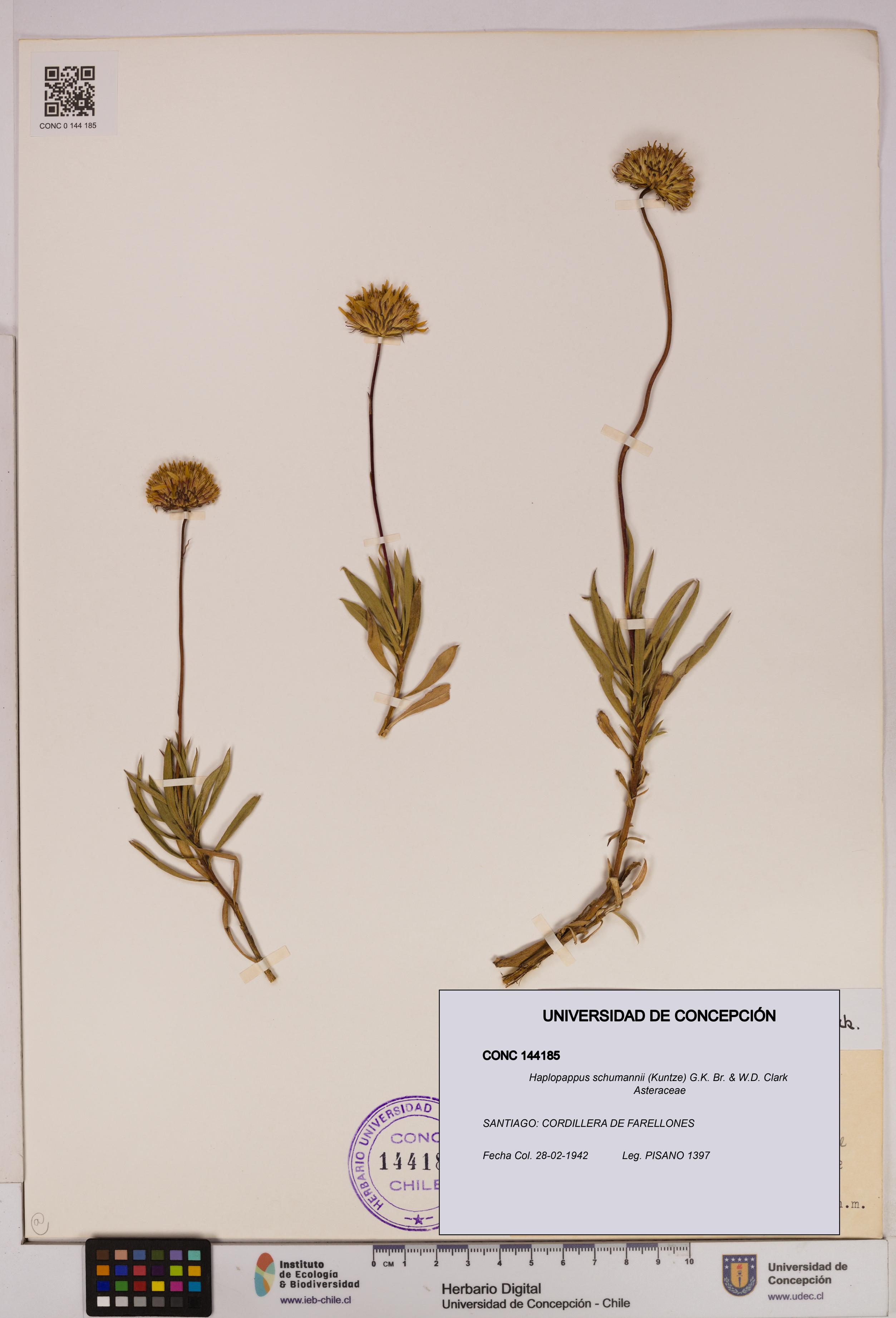 Haplopappus schumannii [Espécimen: UDEC:CONC:0144185]