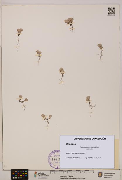 Psilocarphus brevissimus [Espécimen: ]