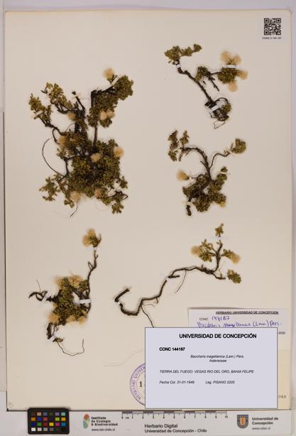 Baccharis magellanica [Espécimen: UDEC:CONC:0144187]