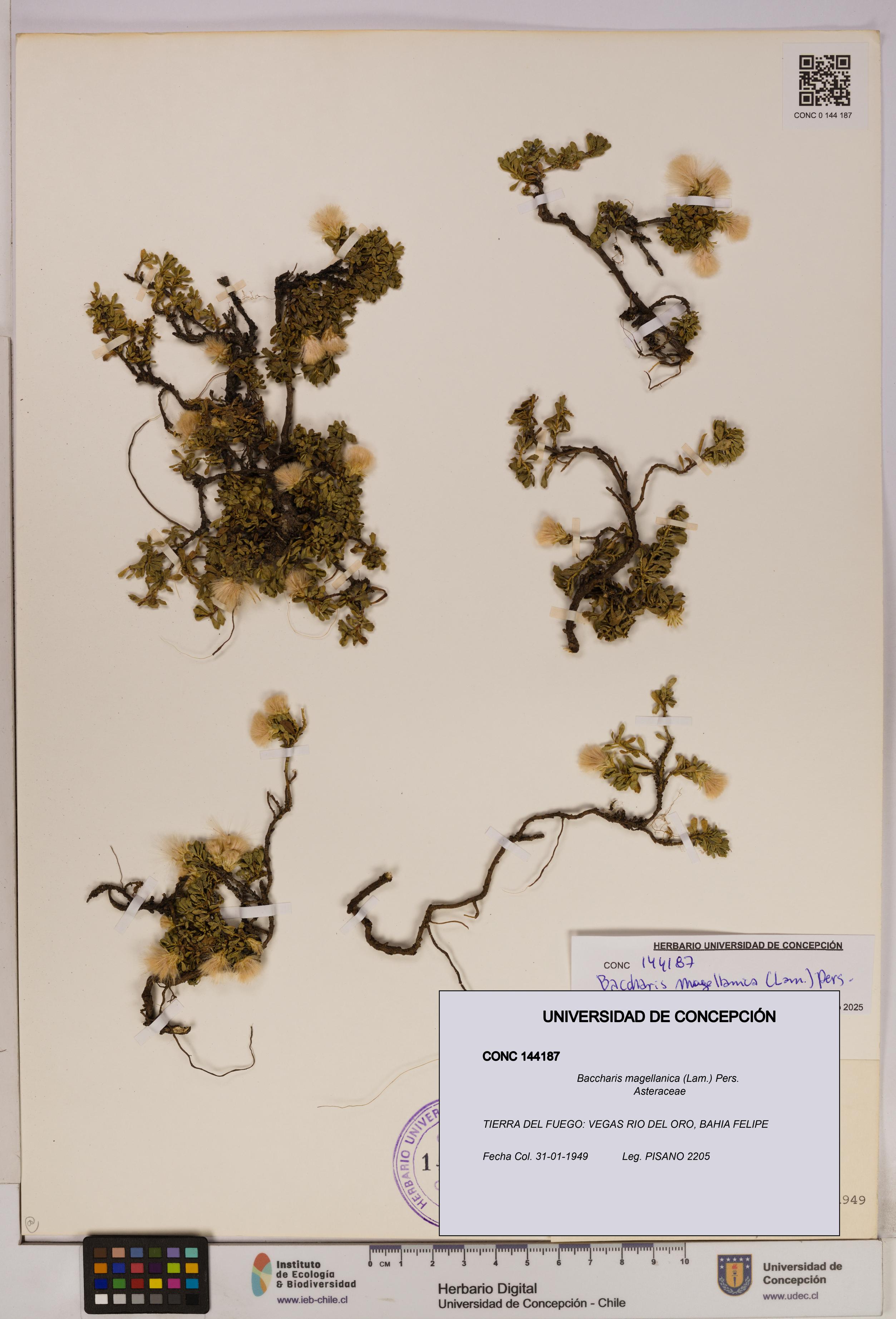 Baccharis magellanica [Espécimen: UDEC:CONC:0144187]