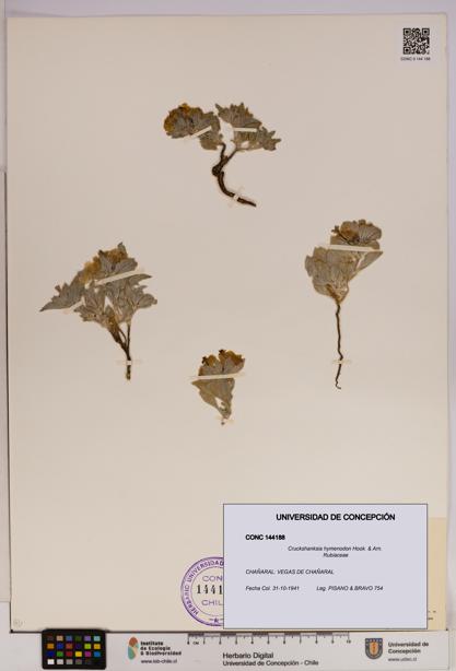 Cruckshanksia hymenodon [Espécimen: UDEC:CONC:0144188]